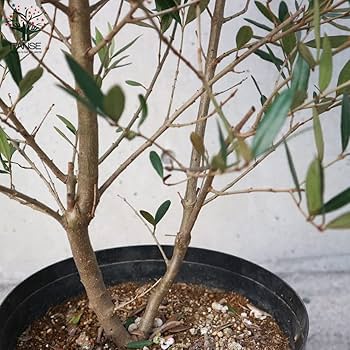 Amazon.co.jp: ITANSE オリーブの苗木 ひなかぜ 8号 1個売り